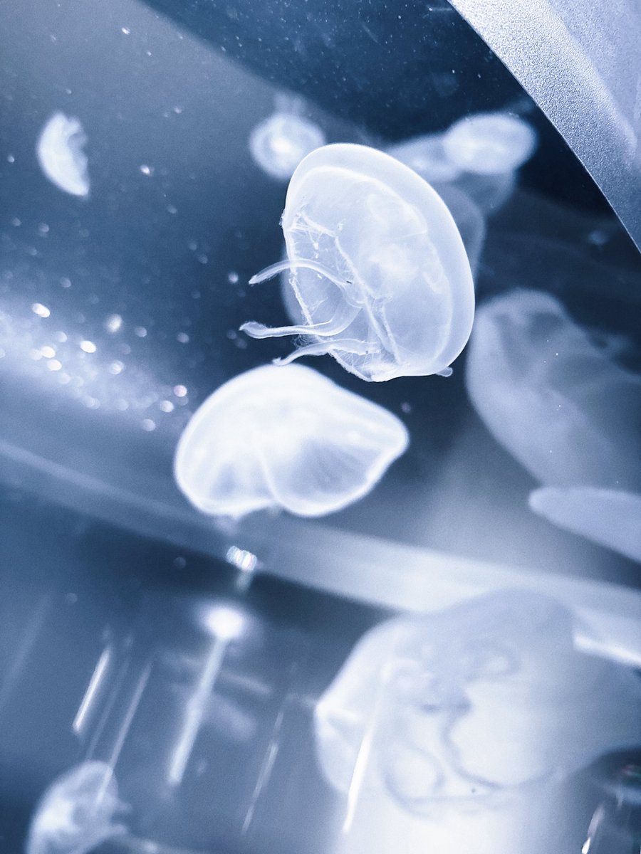 からんころん tweet media