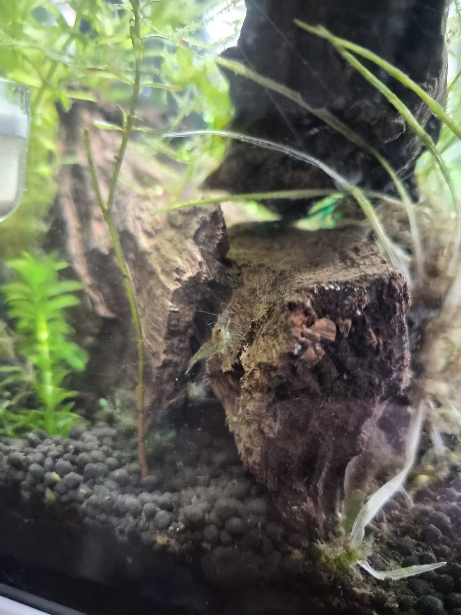 タニーさん@SPOON垢 tweet media