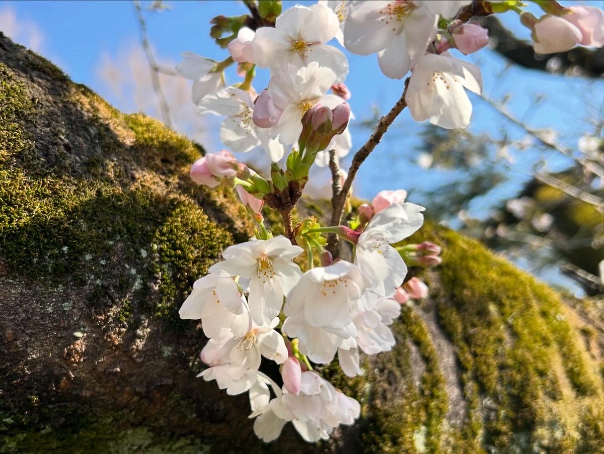 ayukot's tweet photo. 今日の東京は雨ですが、数日前の善福寺川のソメイヨシノ。古木の桜は早く咲く🌸 https://t.co/HVVGXA4iEJ