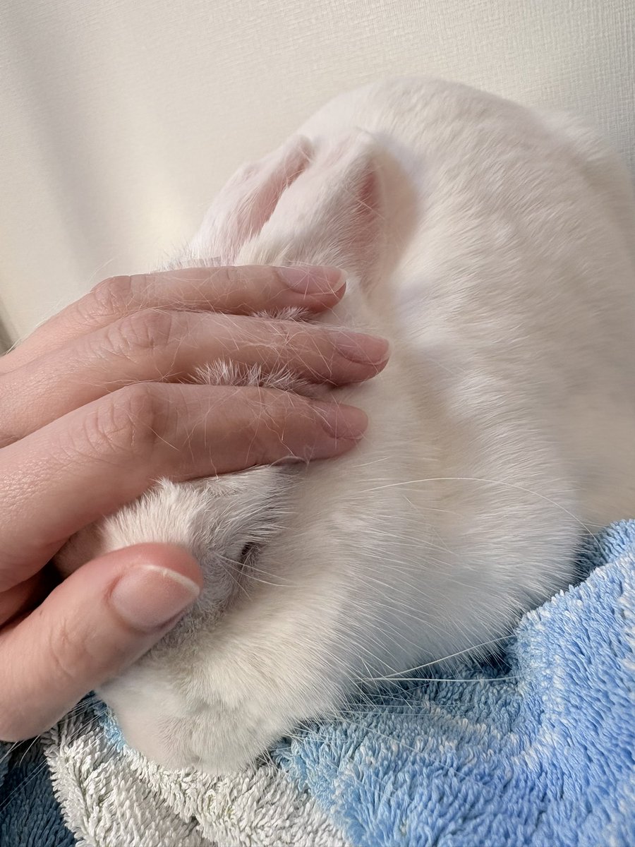 アイスは換毛気意外でも撫でるとこんなに毛が抜けます
お友達のうっさは抜けないらしくて羨ましい笑
ちゅーしたら唇や鼻にへばり付いてくるの！
お顔コロコロ必須😊