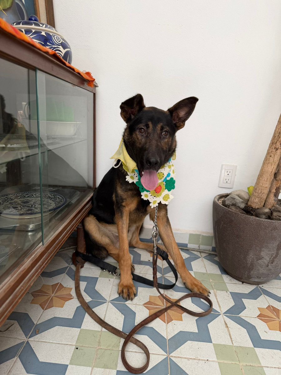 𝙷𝚎𝚕𝚊 𝙼𝚘𝚛𝚎 🐶 tweet media