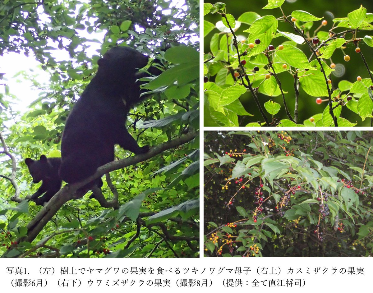 森林総合研究所（森林総研） tweet media