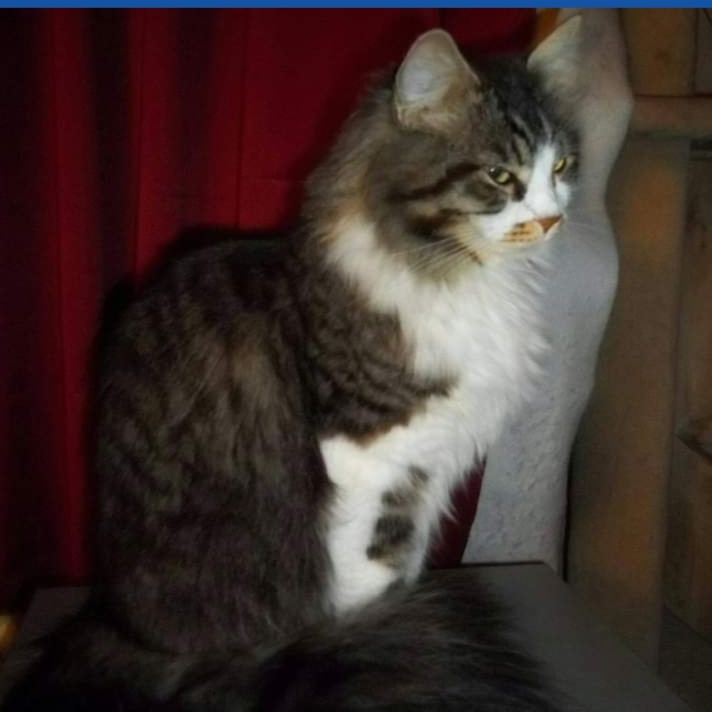 🐾Me🐾 tweet media