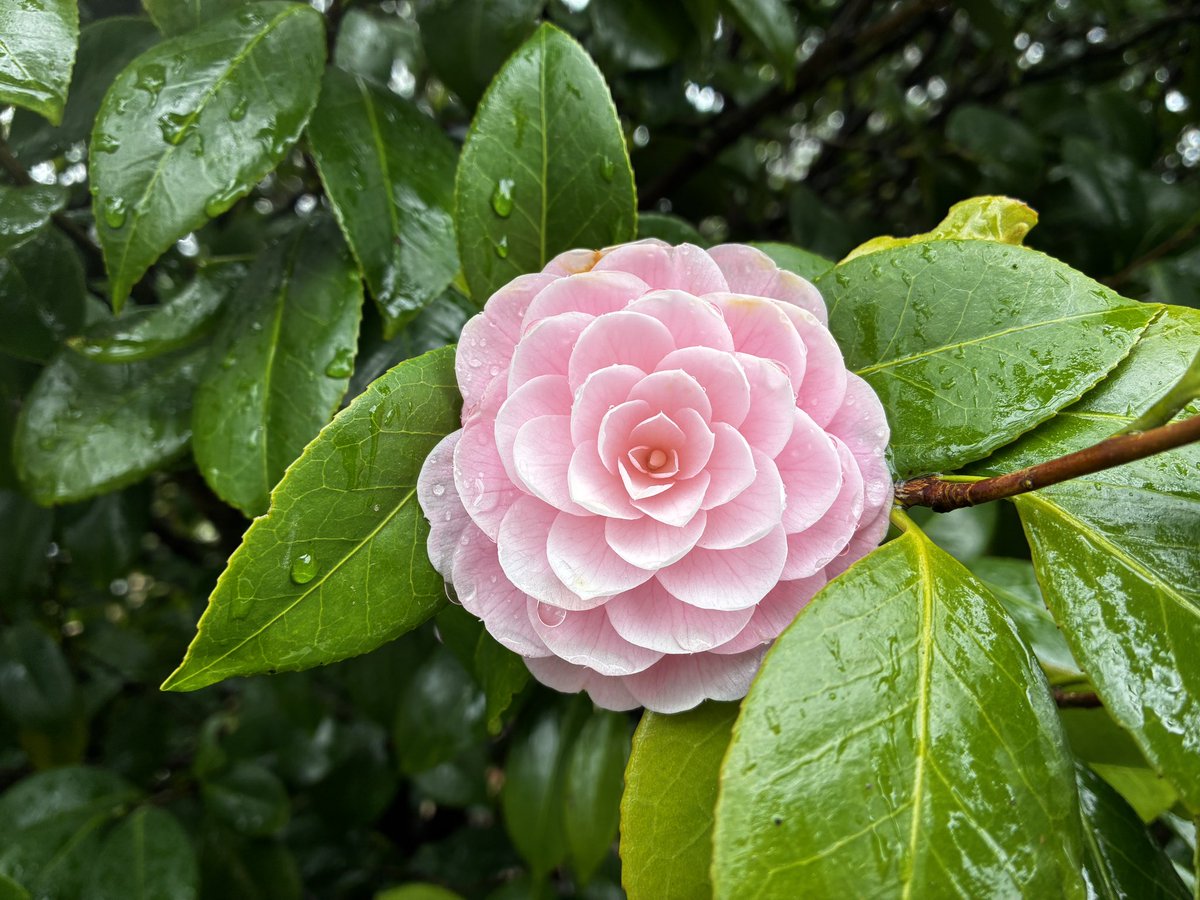 ㈱グリーンシステム【公式】武蔵野市のリフォーム会社 tweet media