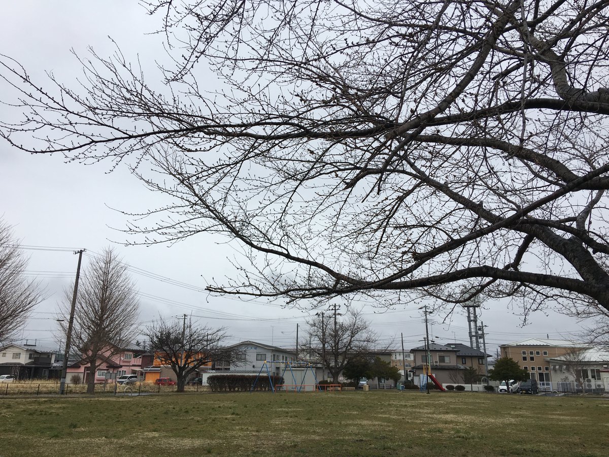 able_megumi's tweet photo. 【八戸市の空】今日の八戸は最高7℃と肌寒い一日☔空を見上げると、桜のつぼみはまだぎゅっと硬く、開花の準備中のようです。寒暖差を繰り返しながら、春の足音が一歩ずつ近づいていますね🌸

＃恵不動産 ＃八戸市 ＃桜 ＃つぼみ ＃イマソラ https://t.co/zrHl985jrD