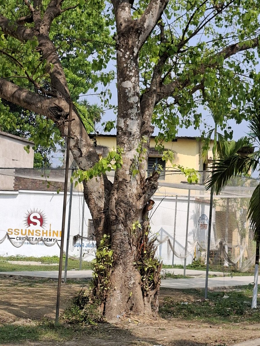 bhramar_ray's tweet photo. Buddha attained enlightenment under an aswattha tree . It's a sacred tree to Hindus and Buddhists .
#Trees
#PipalTree
#SacredFig
#BoTree https://t.co/aU5K6kxFEp