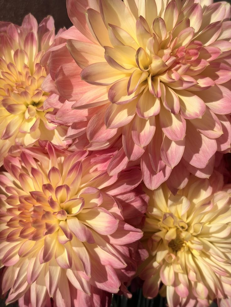 terra (sloow) tweet media