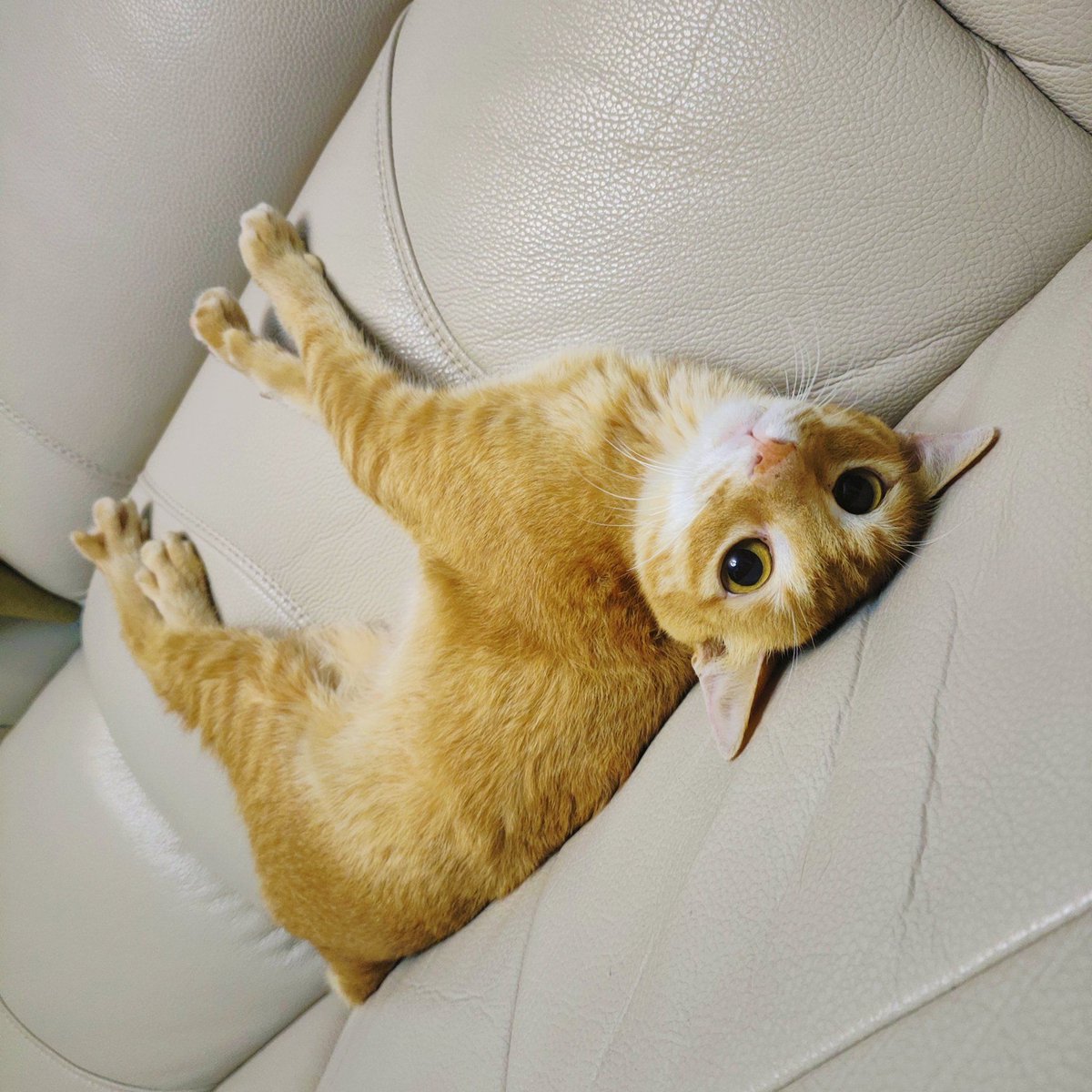 Kaka Cheng tweet media