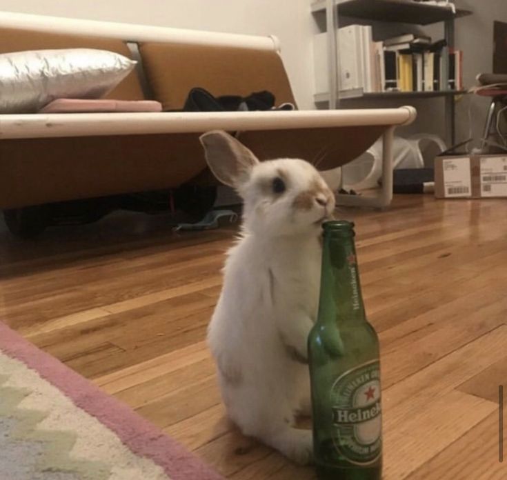 bunny kitty sam reid🐇 tweet media