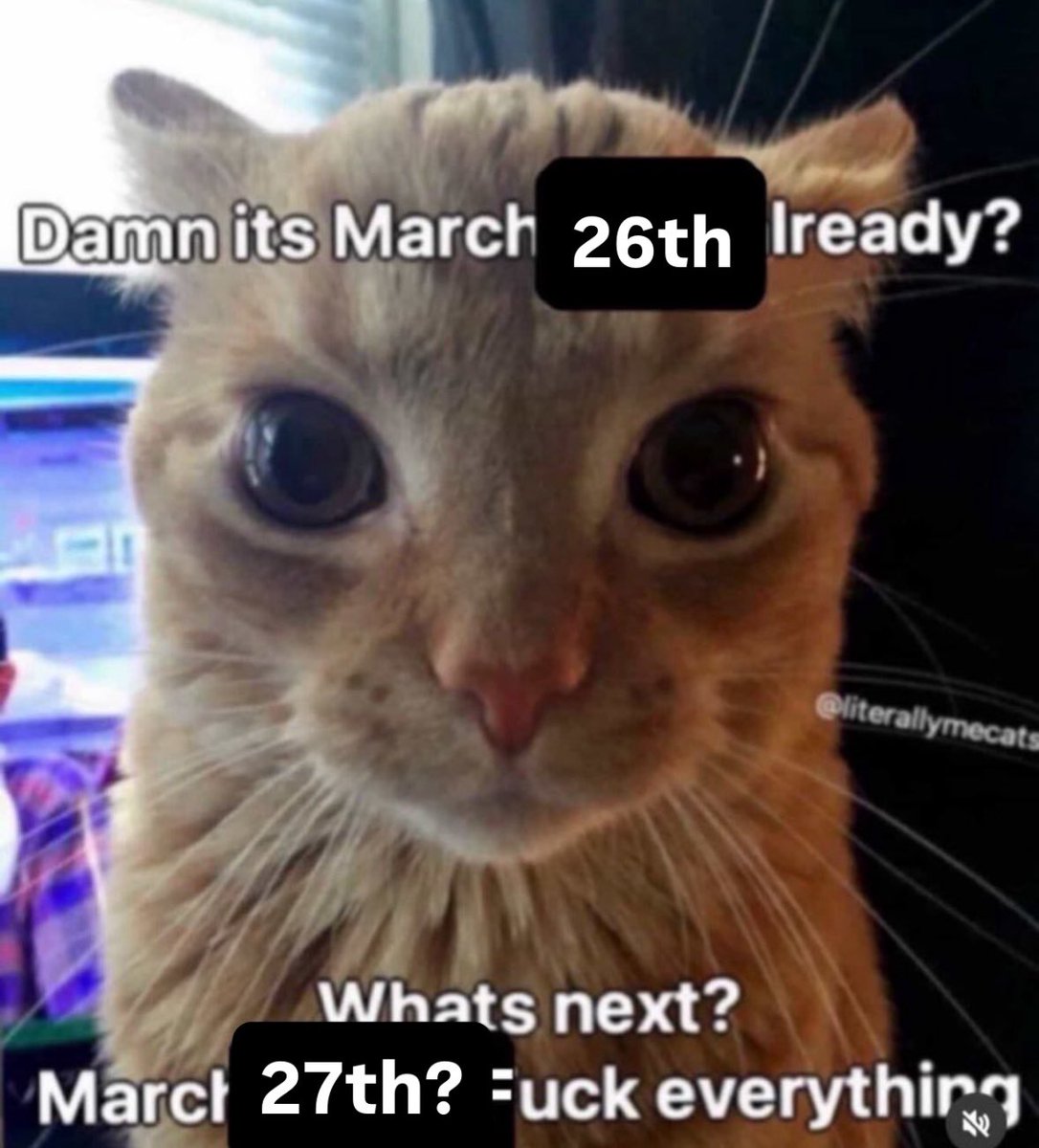 LiterallyMeCats tweet media