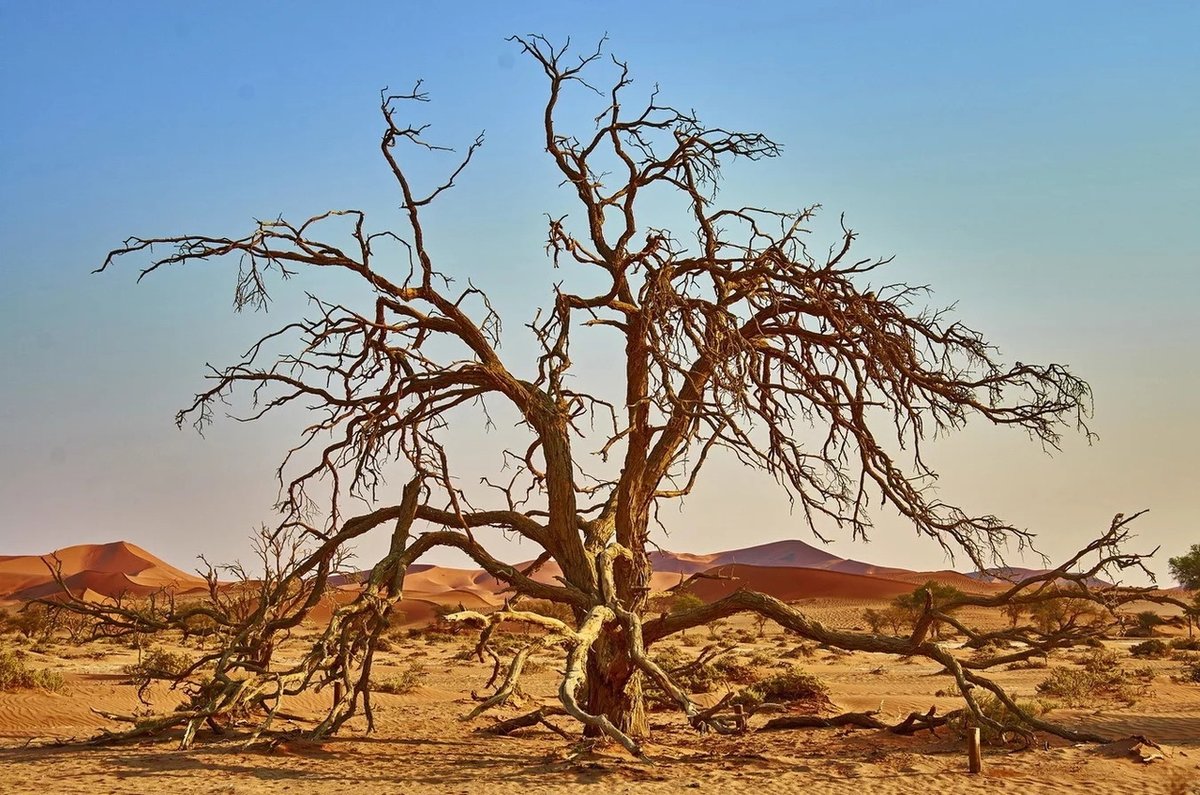 Елена Счастливцева tweet media