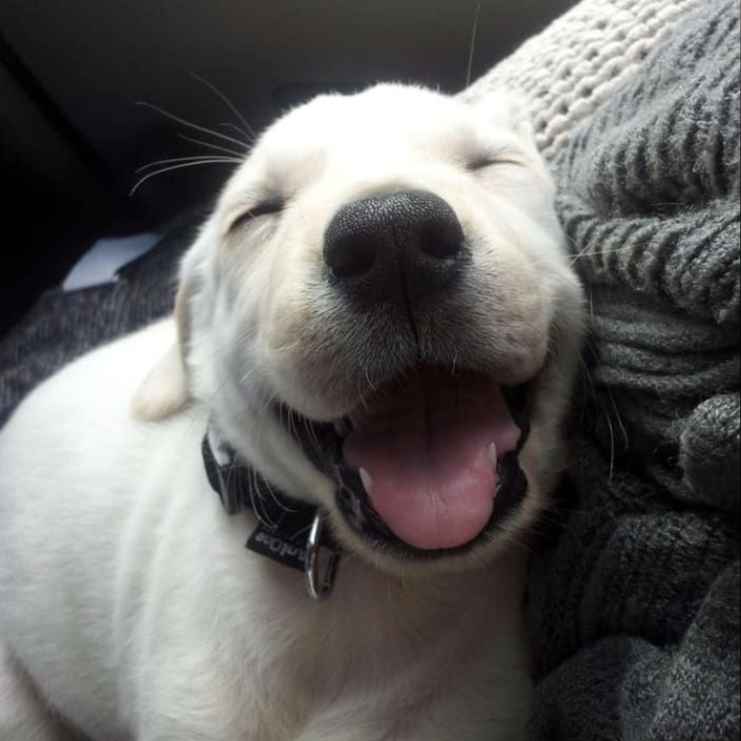 Snail υ´• ﻌ •`υ🏳️⚧️🐌🐾 tweet media