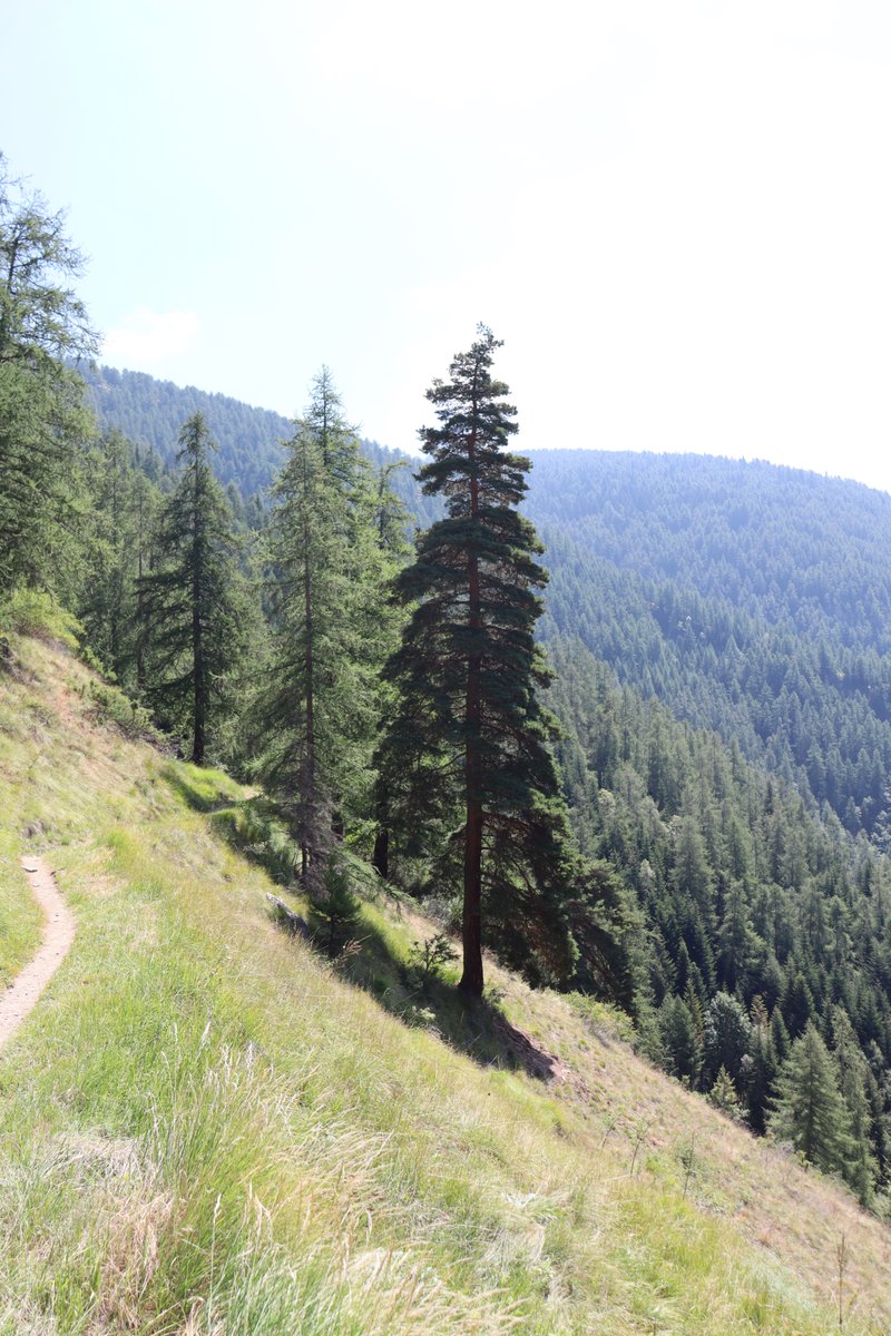 manuelacasasoli's tweet image. From my hikes...

I am the tallest in the valley.

Italian Alps
Valle Maira - 2022

Have a good day!

#hiking #adventures #nature #NatureLovers