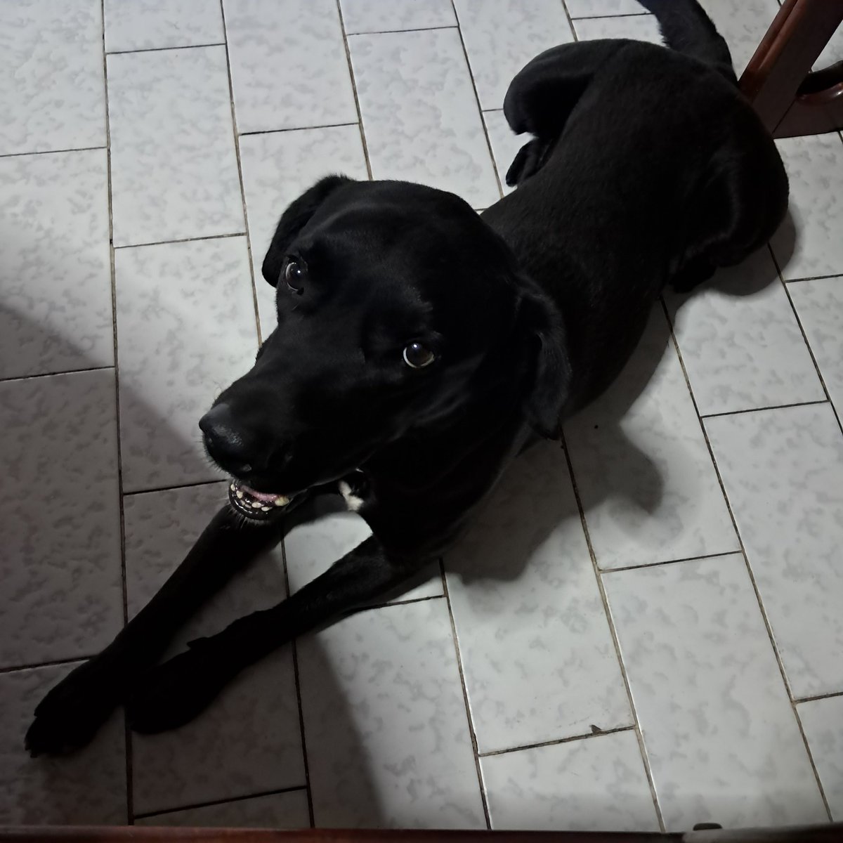 Kelev 🇨🇦 🇬🇧 🇵🇭 🇮🇱 tweet media