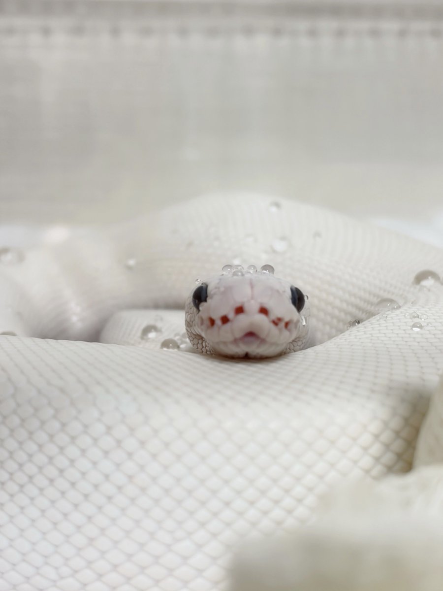 あにあに✩ tweet media