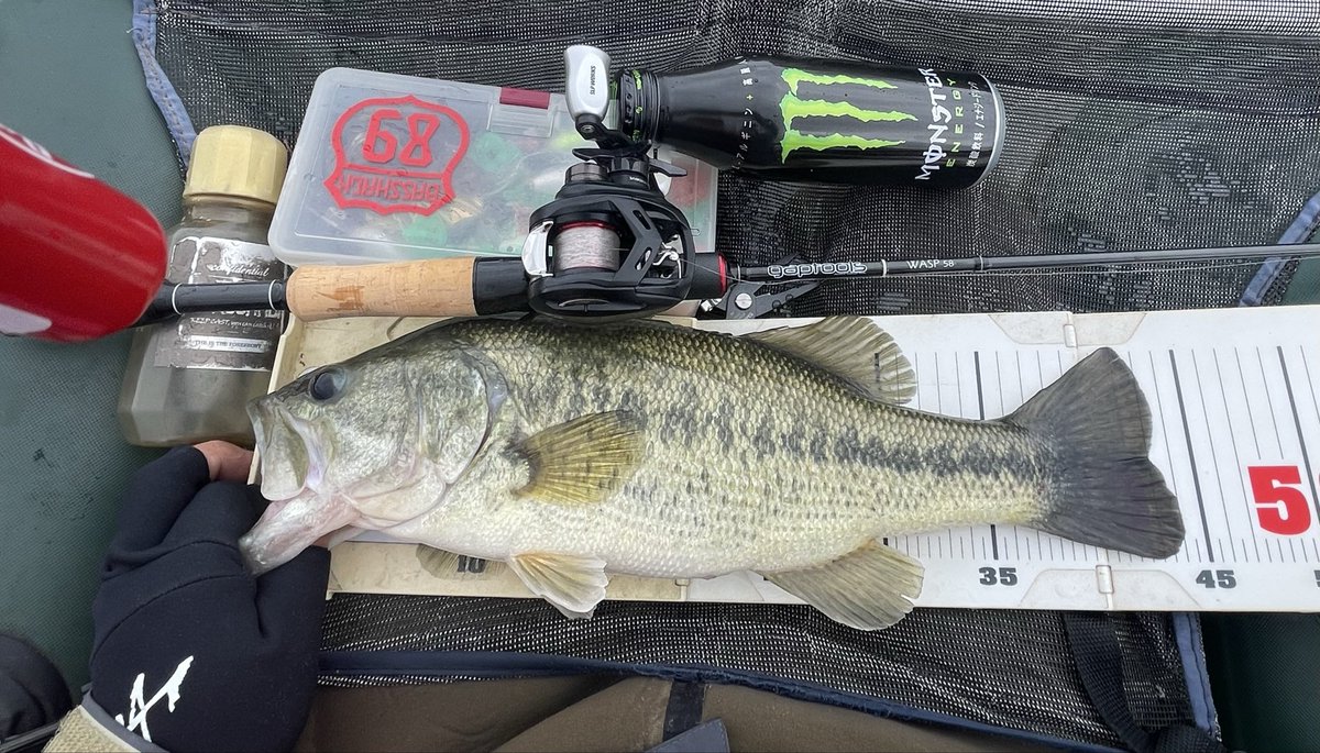 ドボンチ tweet media