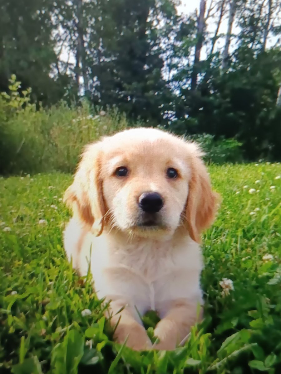 Patsy DS tweet media