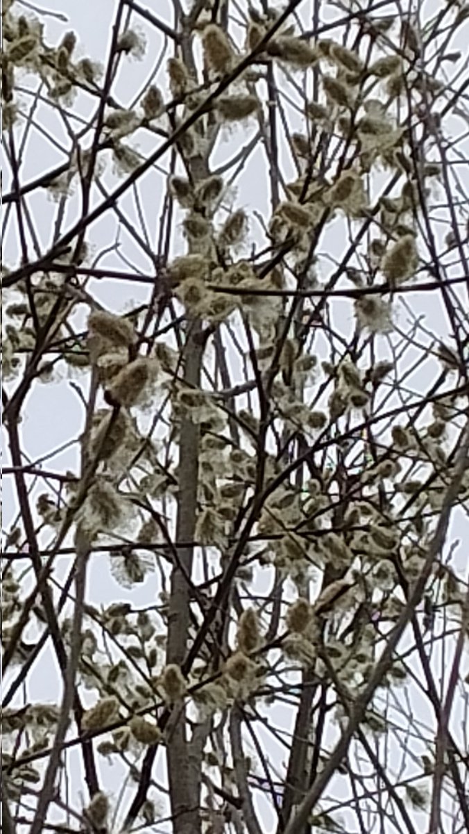 Narcyz Jan Hofman tweet media