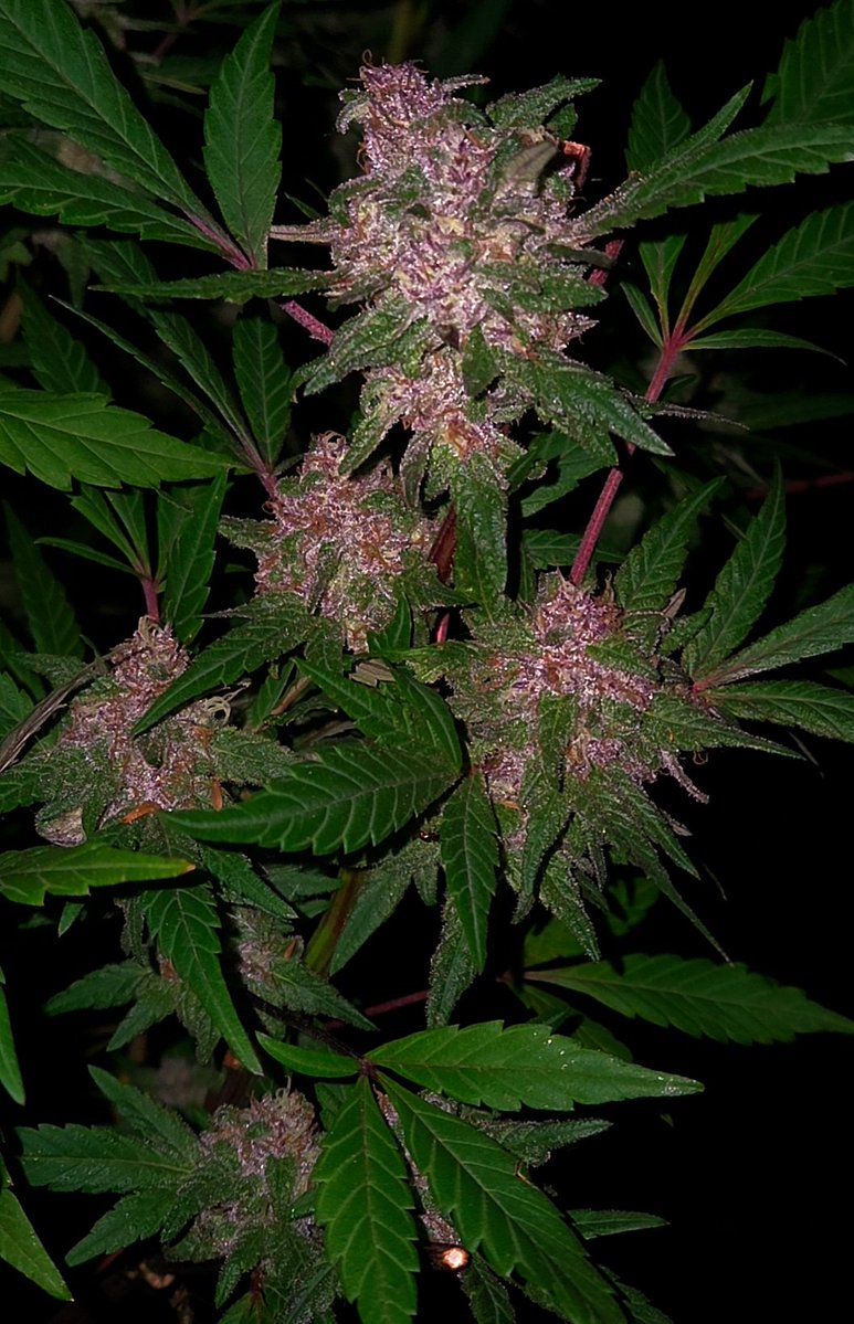 Andrew Staveley tweet media