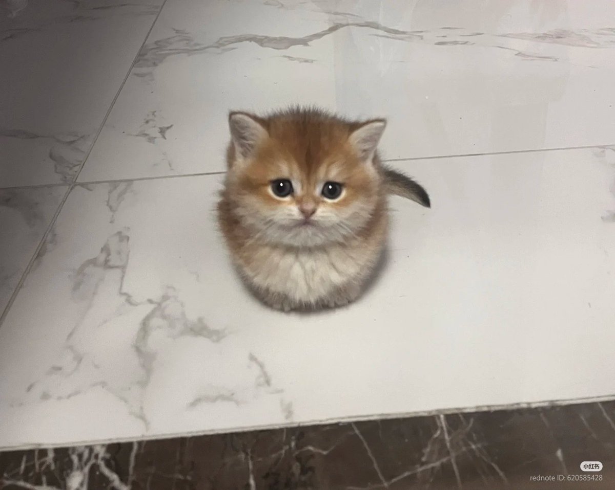 No Context Cats tweet media