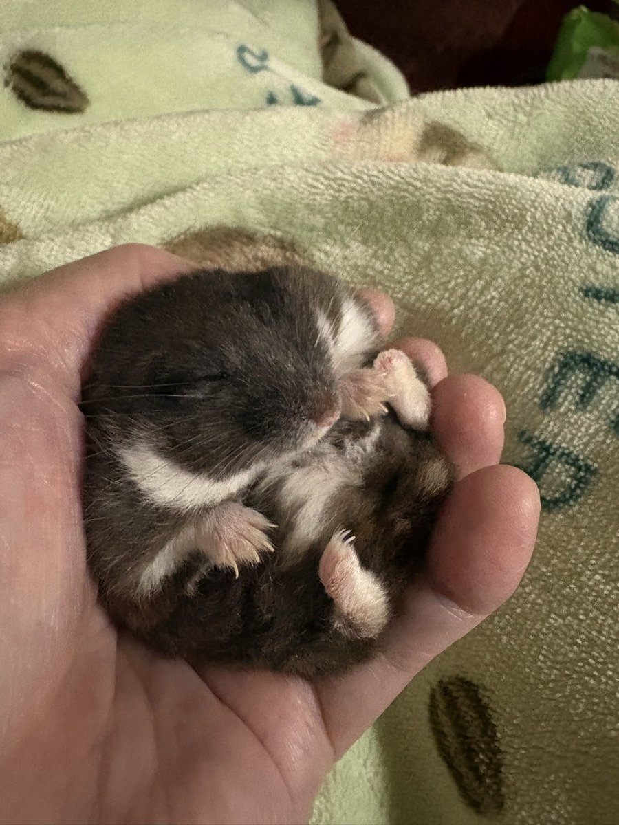 みのり tweet media