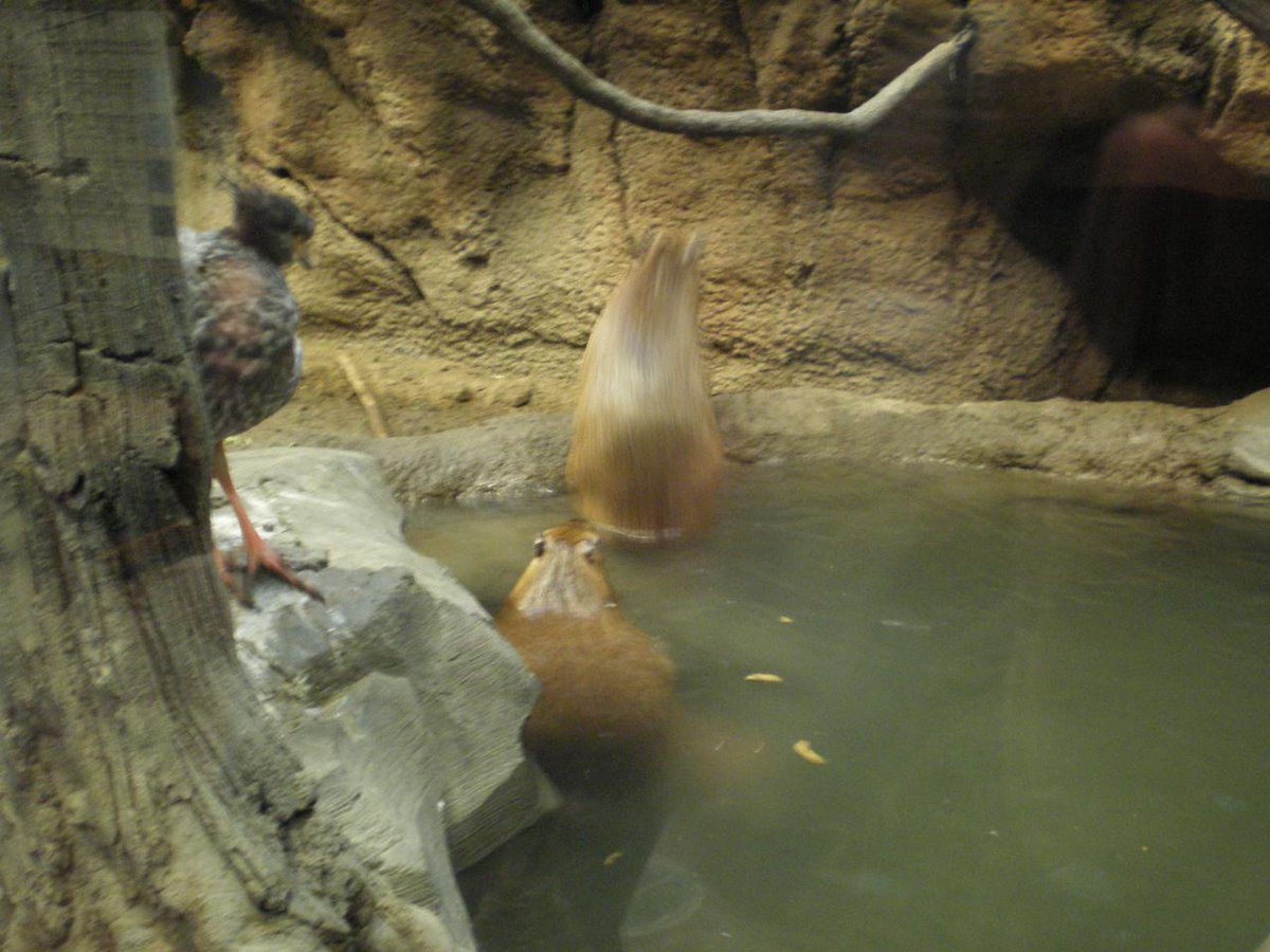 CapybaraHourly's tweet photo. https://t.co/vTAX3SlVeu