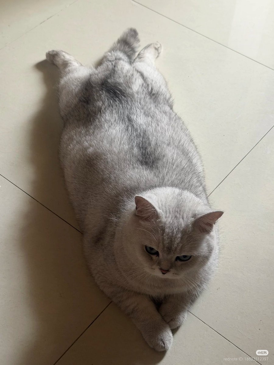 No Context Cats tweet media