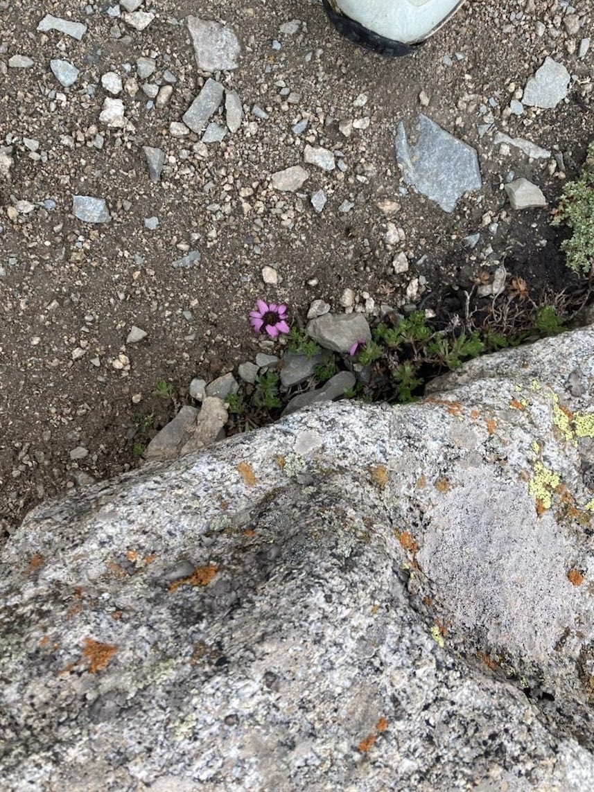 Maksim Subota tweet media