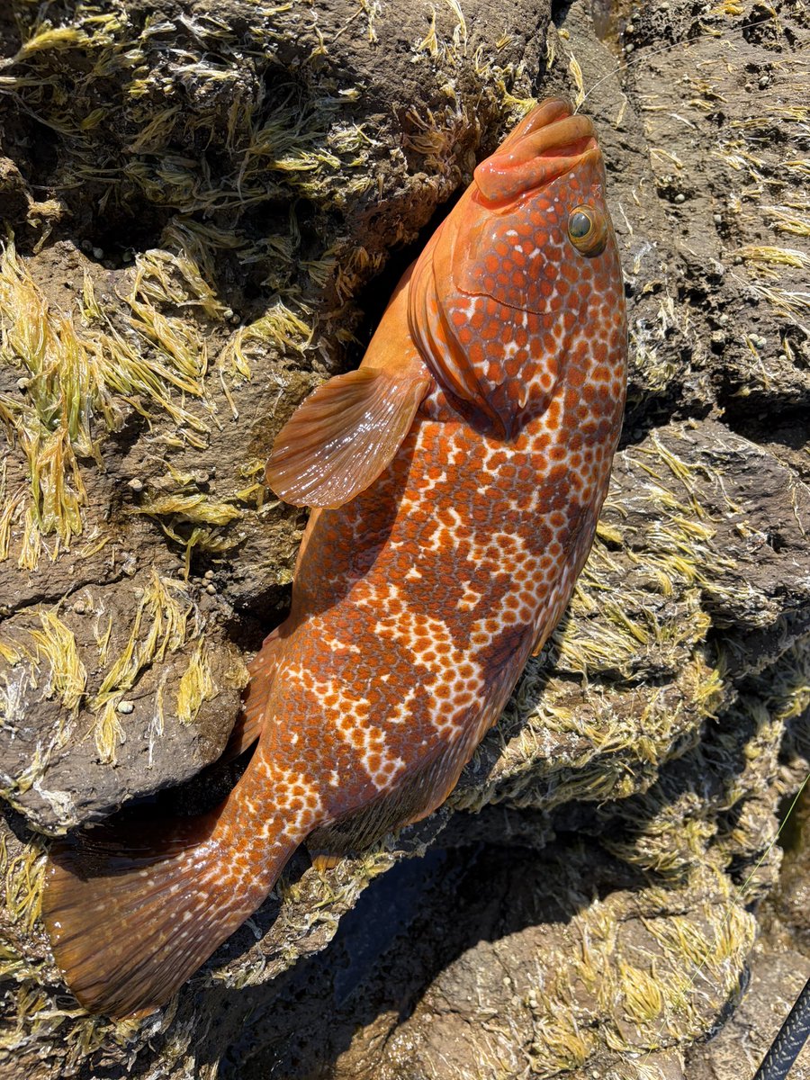 休日漁師 tweet media