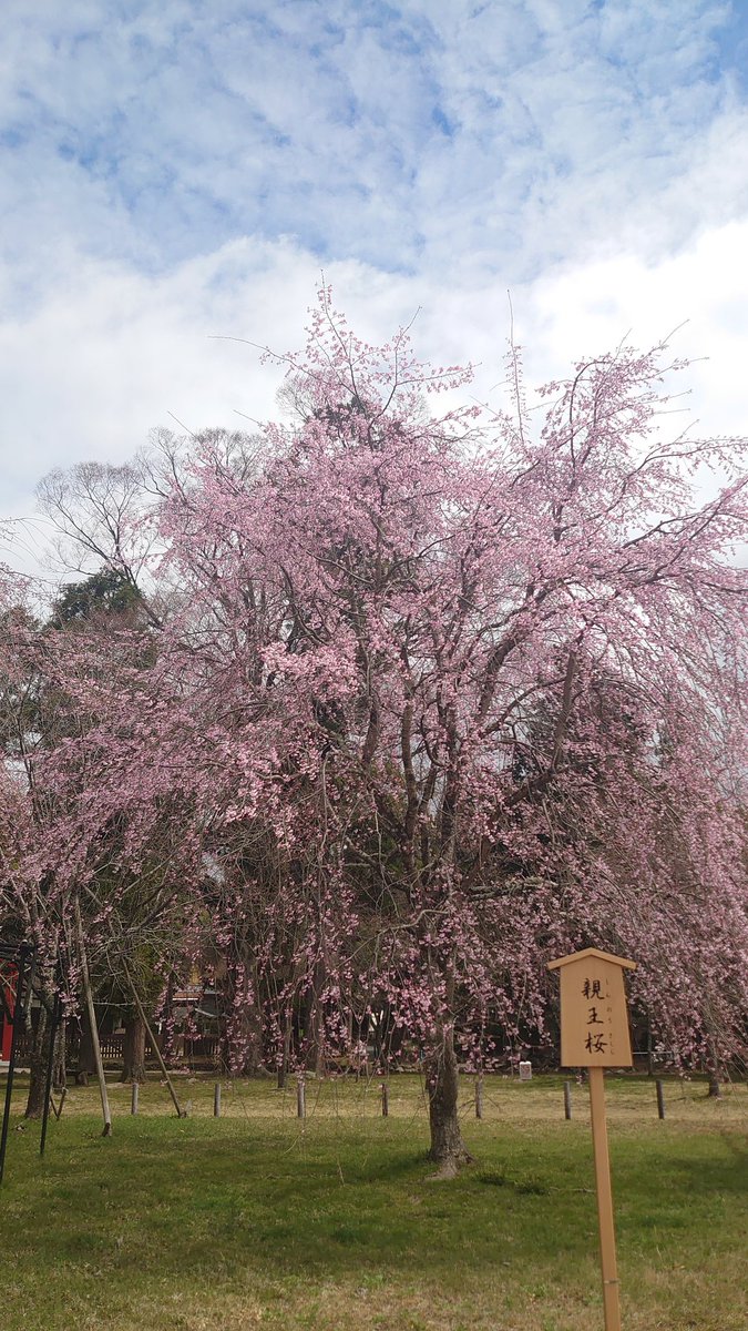 寺本雅貴 才蔵@京都検定1級 tweet media