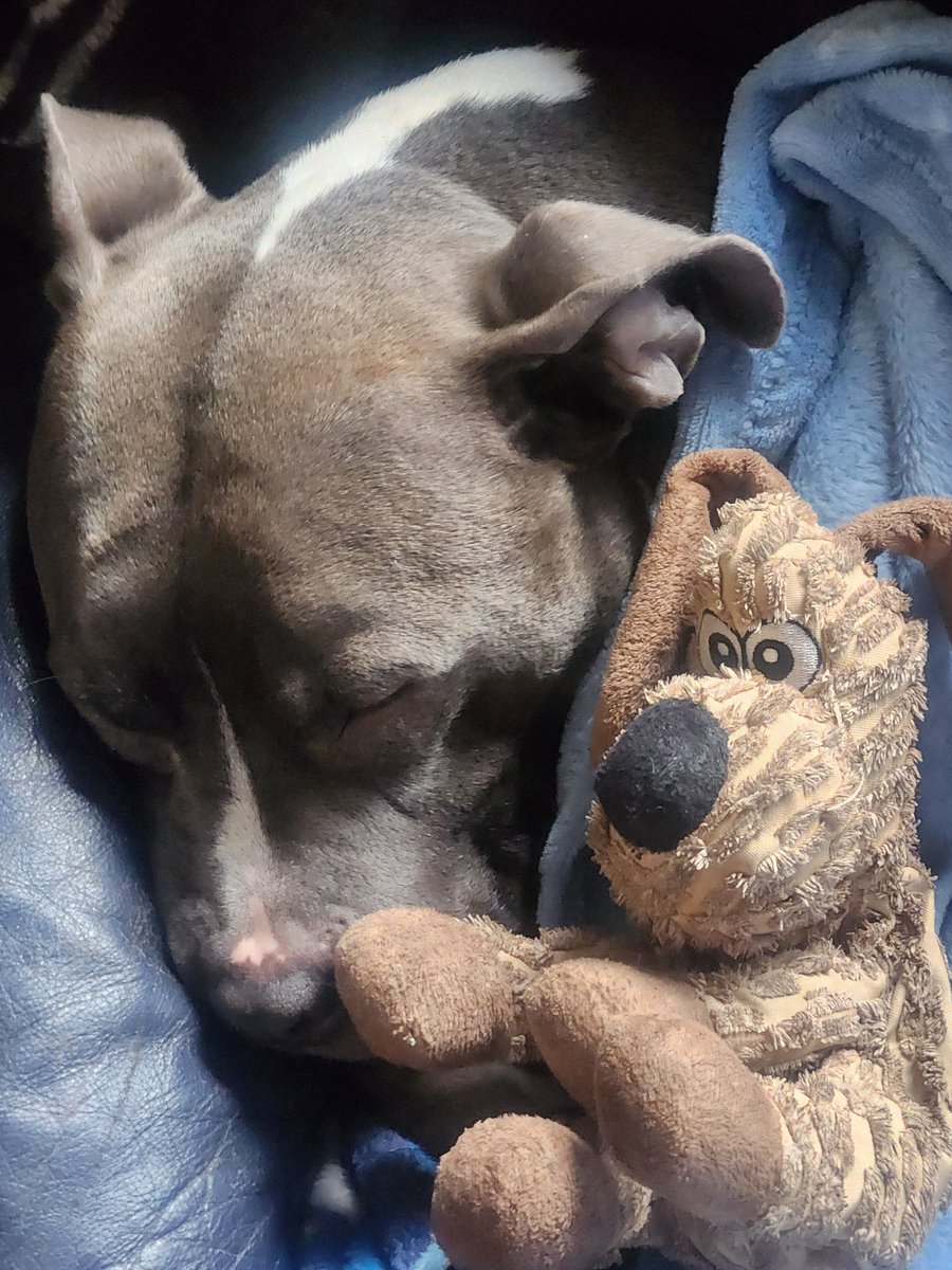 theoneandonlybigalinthestl tweet media