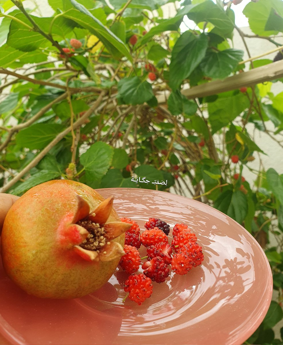 لِصَمْتِـ حِگـايَـة tweet media