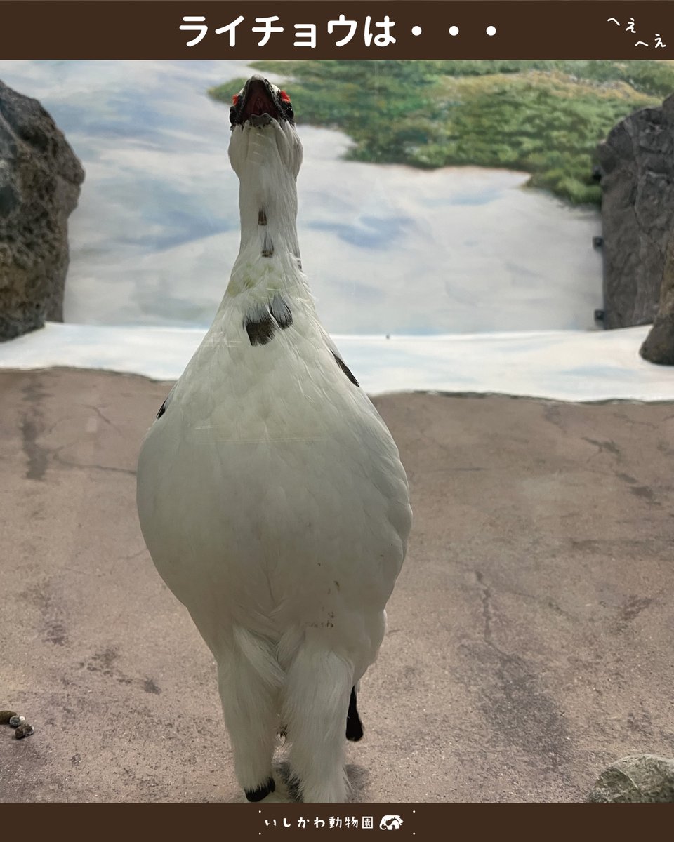 いしかわ動物園【公式】 tweet media