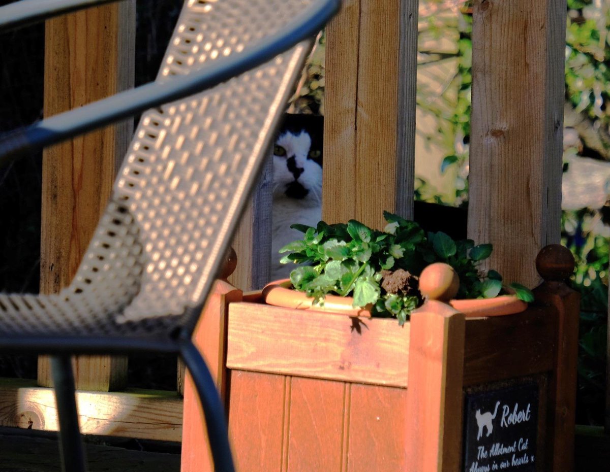Robert Allotment cat,now helped by Janet & Amanda tweet media