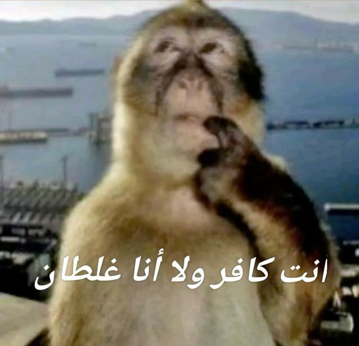 ريلوين السادس tweet media