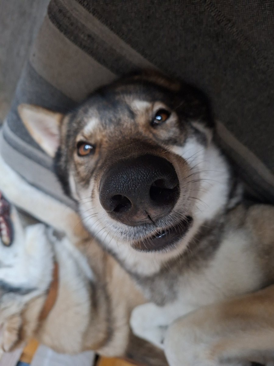 🇨🇭🌲Eric, CEO of the Swiss🌲🇨🇭 tweet media