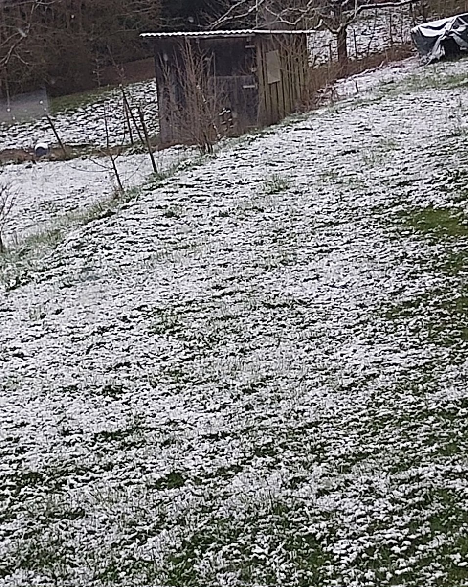 Lasse(𝖁𝖋𝕭) tweet media