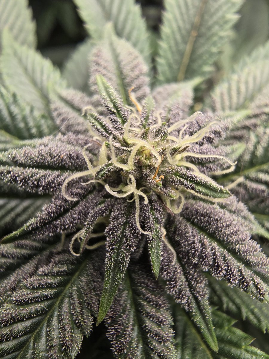 DFI Genetics tweet media