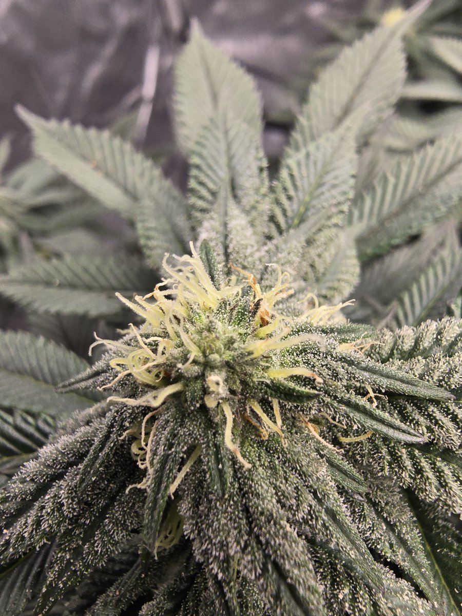 DFI Genetics tweet media