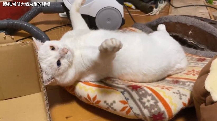 Fiberchim SHOP tweet media