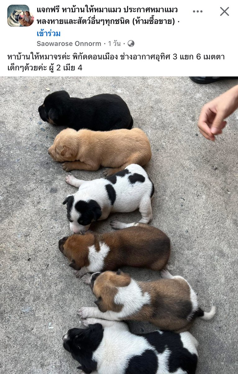 หมาดำตัวนี้ยังหวังดีกับเธอเสมอ tweet media