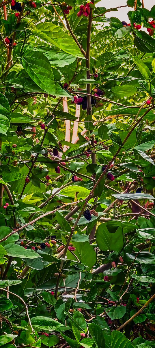 محسن tweet media