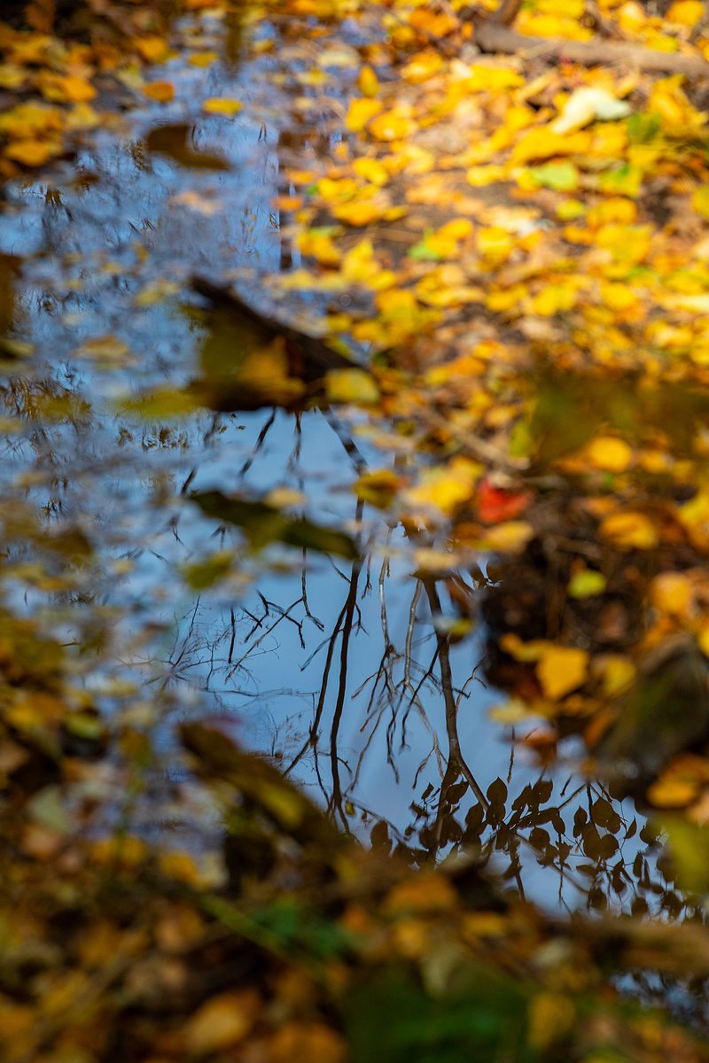 letellier david tweet media