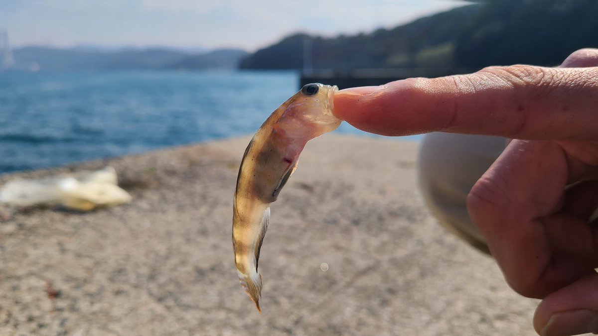 釣りスギ四平 tweet media