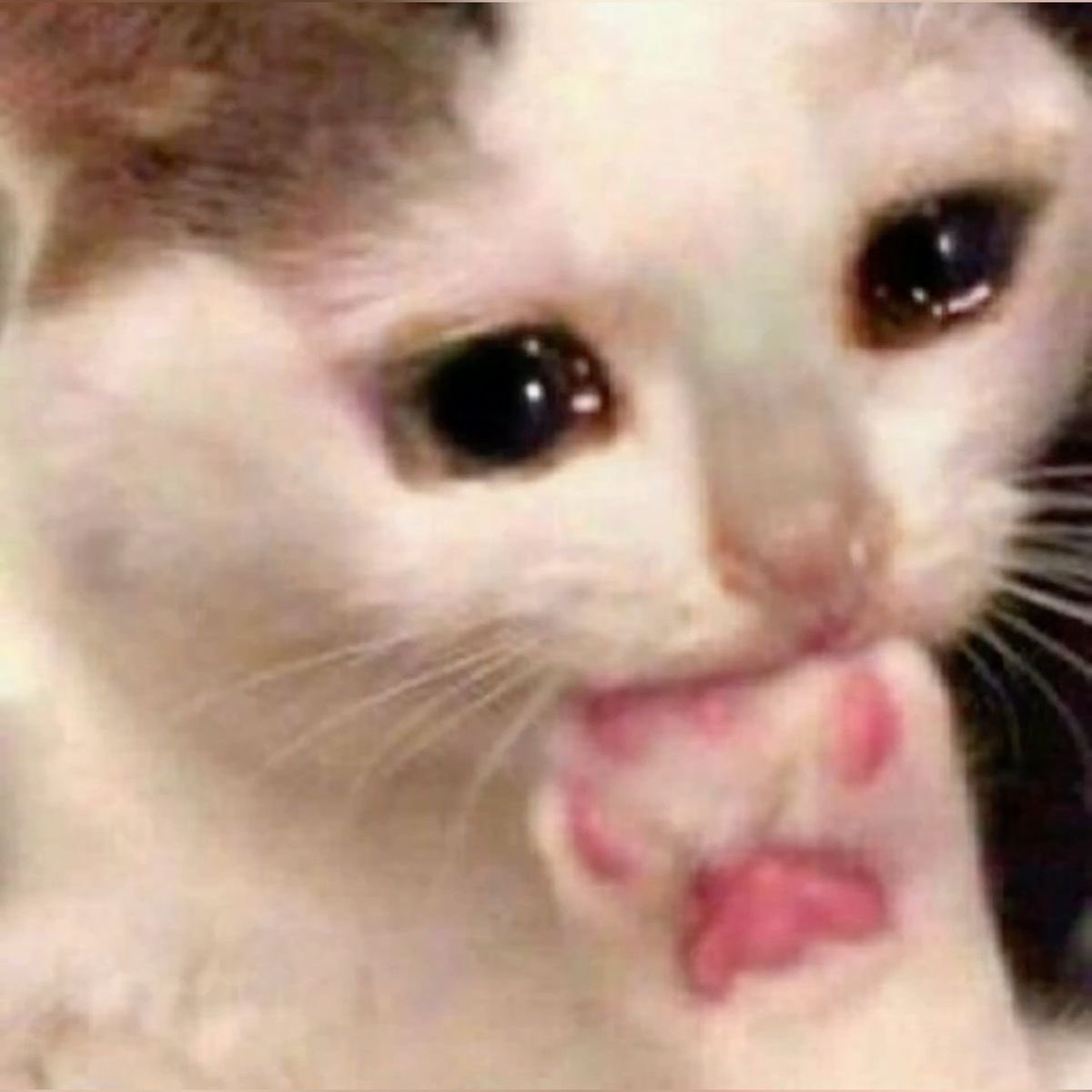 mercimek köftesi 🇹🇷 tweet media