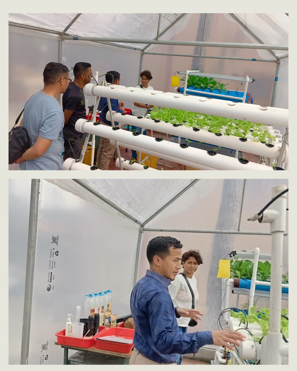 scstemeghalaya's tweet photo. Smti. Nandita Ghosh &amp; family from Guwahati visited SSC, NEHU, for a hands-on hydroponics demo. Our team showcased innovative, sustainable soilless farming, an engaging step toward modern agriculture awareness. #SCSTEMeghalaya #NSDviksitbharat2047 https://t.co/IC6nLpciuo