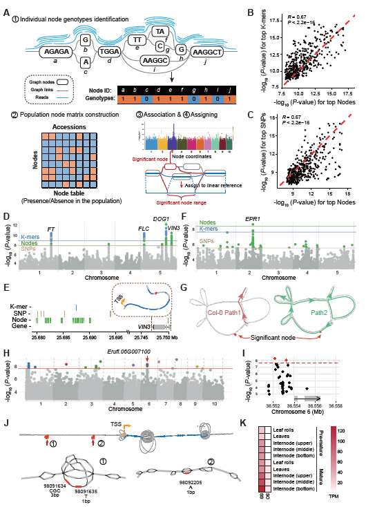 NodeGWAS: Leveraging Graph Pangenomes for Sensitive and Accurate Association Analysis in Diverse Diploid and Polyploid Species #correspondence #PlantCommunications