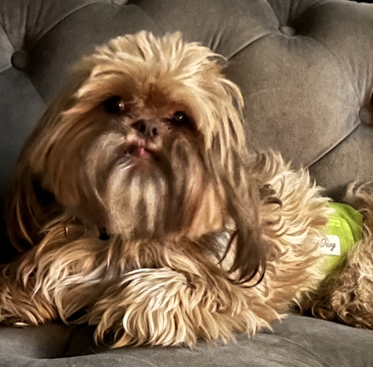 THE HERD HOUSE tweet media