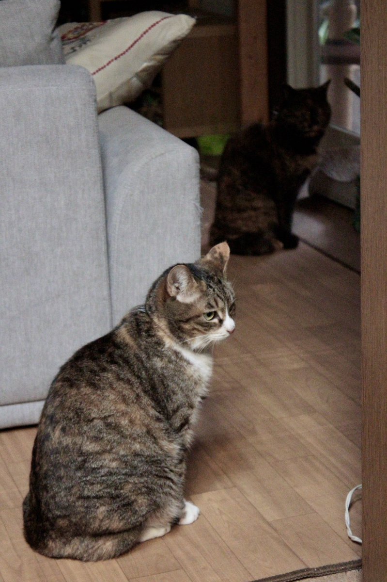 林イッペー Ippei Hayashi tweet media