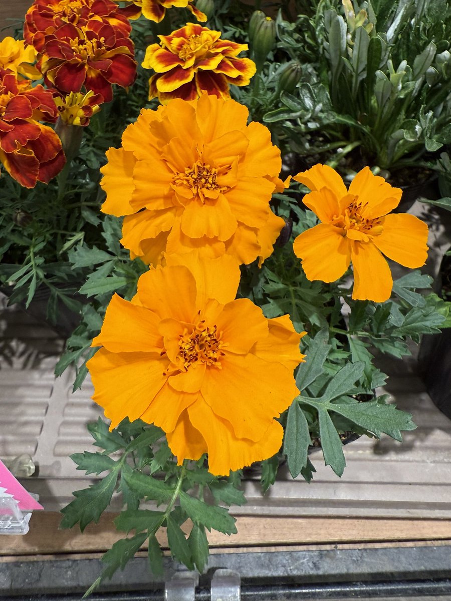 壬生公一(alis@Cluster) tweet media